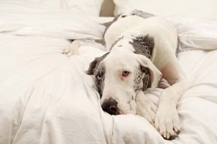 https://www.vetwest.com.au/sites/default/files/styles/large/public/images/article/great_dane_loafing_in_bed_0.jpg