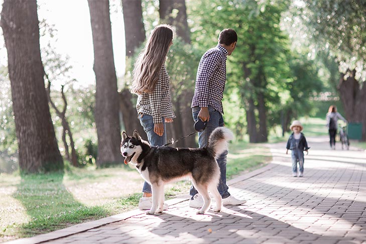 https://www.akc.org/wp-content/uploads/2018/04/husky-walking-with-family.jpg